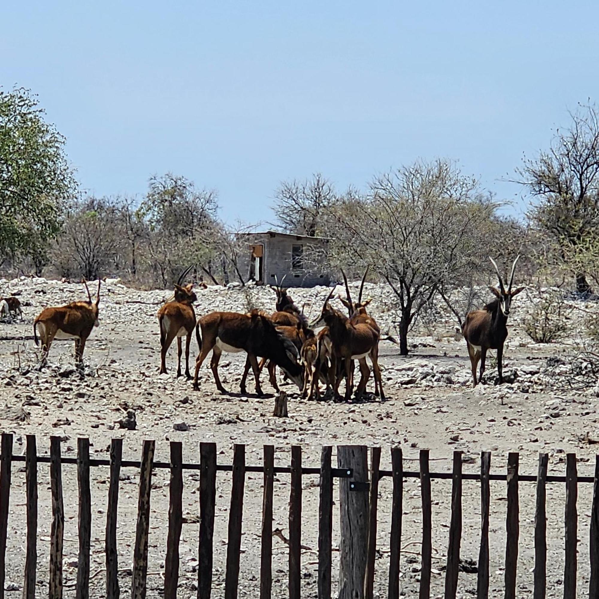 Tamboti Farm Accommodation Tsumeb Exterior photo